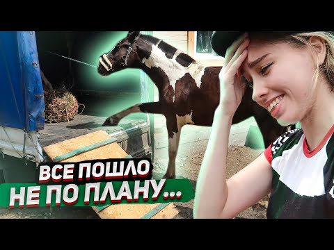 Видео: ПЕРЕЕЗД Хардина в НОВУЮ конюшню ! Прошли 20.000 шагов / VLOG