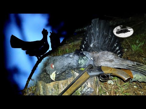 Видео: Охота на глухаря весной в Болгарии. Фантастическое время спаривания!