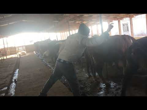 Видео: Откорм Быков-Ивермек +Элеовит