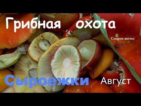 Видео: Грибная охота.Август.Сыроежки