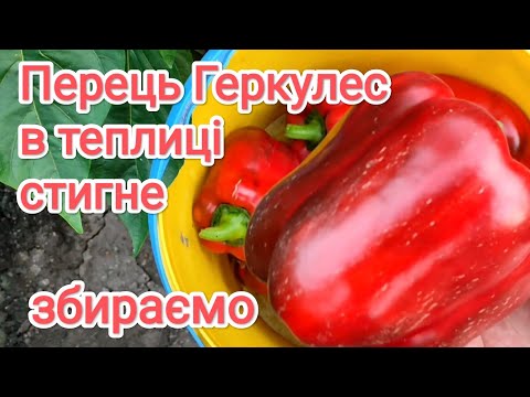 Видео: Перець Геркулес стигне, а була вершкова гниль, порятували.