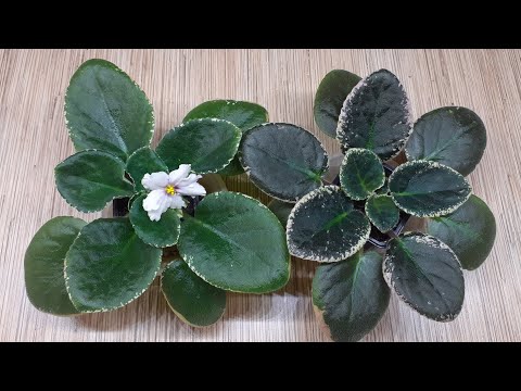 Видео: Сорт или спорт