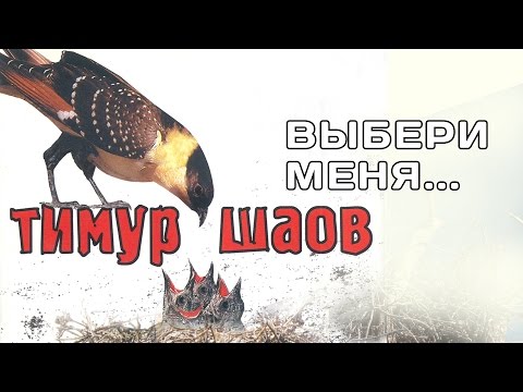 Видео: Тимур Шаов - Выбери меня (Альбом 2004)