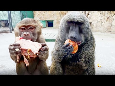 Видео: Степа всех гоняет, булки забирает! Совет от ГАМАДРИЛОВ - ешь мясо лёжа, а потом закуси булкой!