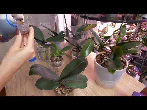 Видео: Любопытство меня РАСПИРАЕТ и хочется ПОТОРОПИТЬ ВРЕМЯ. Тестирую новый препарат.