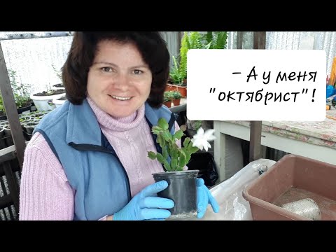 Видео: Размножаю зигокактус. Внеплановое цветение!