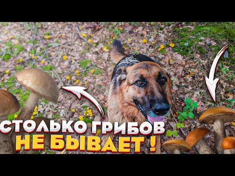 Видео: Пошли за грибами , а косу забыли . Сегодня даже плов с грибами . Поросята и ягнята разъезжаются