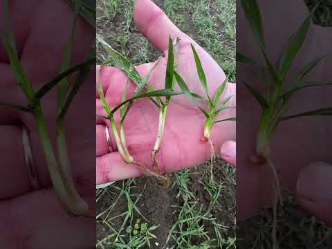 Видео: Зимняя инспекция озимой пшеницы