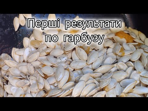 Видео: Гарбуз гниє, потрібно щось робити ! @життязприродою  #гарбуз #город #village 