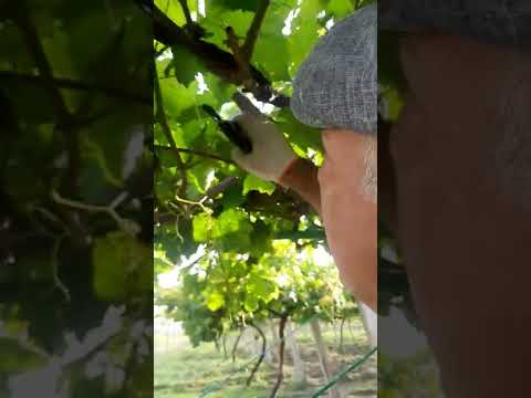 Видео: хомтоки ангур