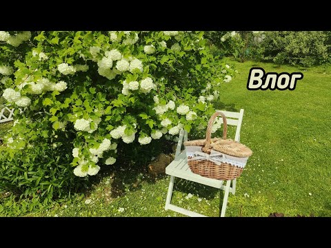 Видео: Перекрасила оконные ручки. Маки в цвету. Страшная гроза. Олень с чердака. Генеральная уборка дома.