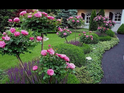 Видео: РОза Мультифлора и  шиповник Лакса. Какой  подвой лучше всех подходит для штамбовой розы.