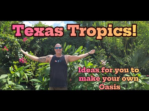 Видео: Техасские тропики!
