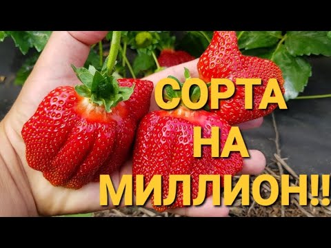 Видео: КЛУБНИКА. Лучшие сорта клубники!!! ВКУСНЫЕ И УРОЖАЙНЫЕ!!!