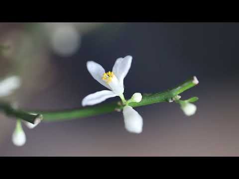 Видео: Домашний цитрус и балконная зелень. Тест макро на Canon RF 85mm f/2 Macro IS STM