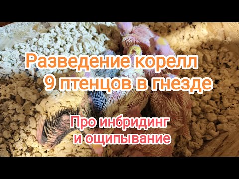 Видео: Разведение корелл. Кормят 9 птенцов. Инбридинг. Ощип у корелл.