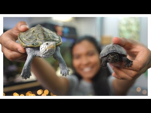 Видео: Как ухаживать за вашей водной черепахой