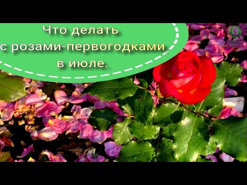 Видео: Что делать  с розами-первогодками в июле. Питомник растений Е. Иващенко