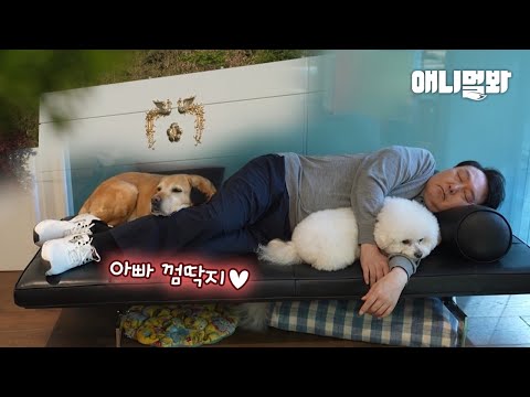 Видео: История служебной собаки Саром, ставшей первой собакой