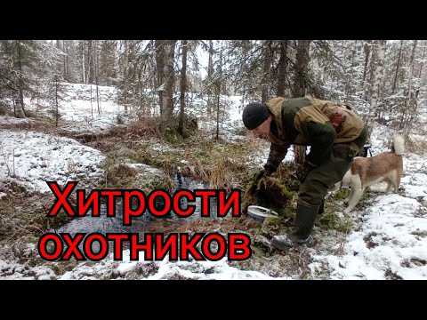 Видео: взводим капканы на куницу / второй день