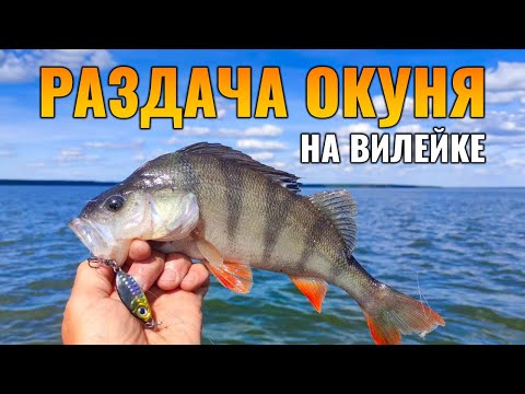 Видео: Ловля окуня летом с лодки! || Рыбалка на Вилейском водохранилище