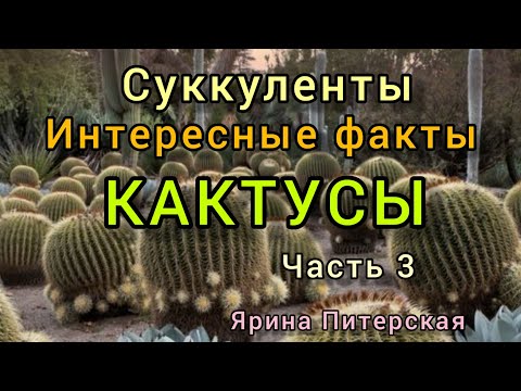 Видео: Суккуленты. Кактусы . Интересные факты.