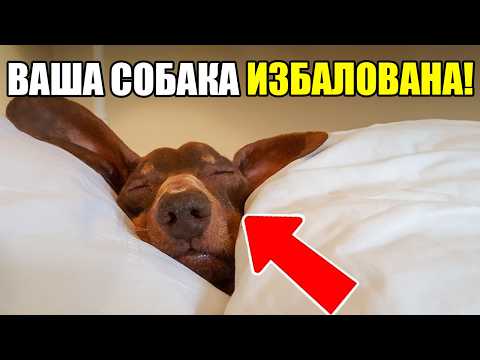 Видео: 17 Признаков, Что Ваша Собака ИЗБАЛОВАНА (и что делать)