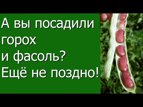 Видео: А вы посадили горох и фасоль? Ещё не поздно.