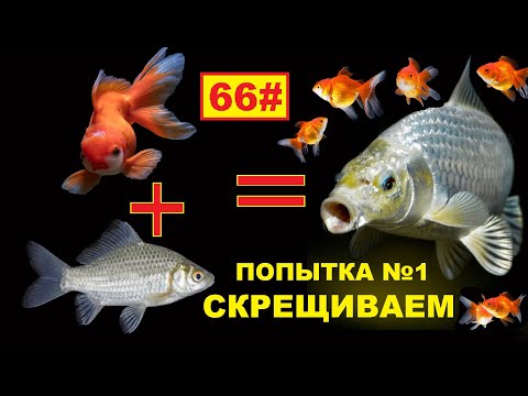 Видео: 66# СКРЕЩИВАНИЕ ЗОЛОТОЙ РЫБКИ И КАРАСЯ ПЕРВАЯ ПОПЫТКА ПОЛУЧИТЬ ПОТОМСТВО