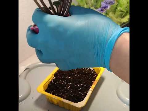 Видео: #153 Омоложение фиалки на фитильном поливе зимой