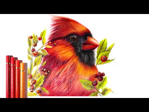 Видео: Как нарисовать кардинала цветными карандашами