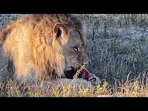 Видео: Львы Султан , Руслан и Гирей ДЕЛЯТ МЯСО В МАШИНКЕ !
