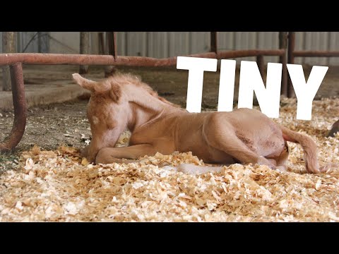 Видео: С ним всё будет в порядке? Новорождённый жеребёнок такой крошечный!