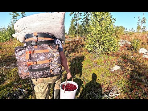 Видео: МЕДВЕДЮ ЭТО НЕ ПОНРАВИЛОСЬ. ДИКИЙ СБОР ЛЕСНЫХ ЯГОД. ПРОНИК НА МЕДВЕЖЬЕ ПАСТБИЩЕ И ОБАЛДЕЛ