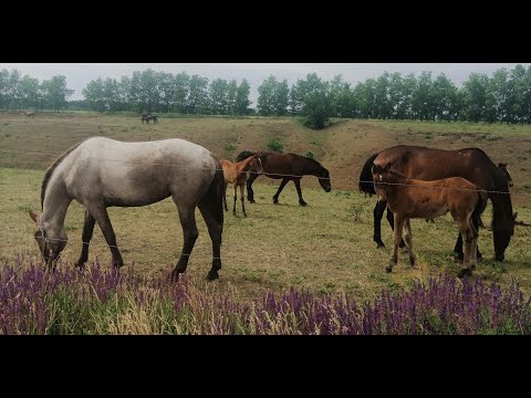 Видео: Лискинский р-он - святой источник, отдых на даче, лошади, Разбейкенские пещеры, купаемся в пруду!