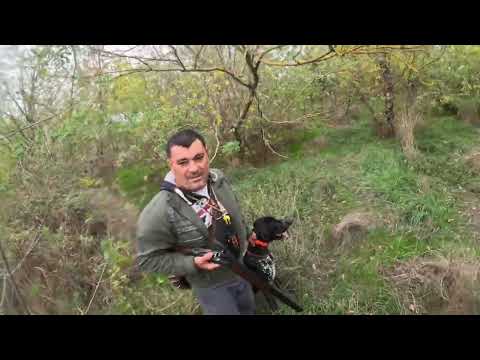 Видео: Охота на фазана 2025. Wild pheasant hunting 2025.
