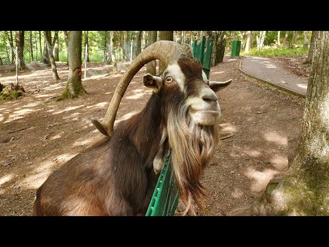 Видео: Сколько раз кормить коз // Насморк у козы // Козы не покрываются