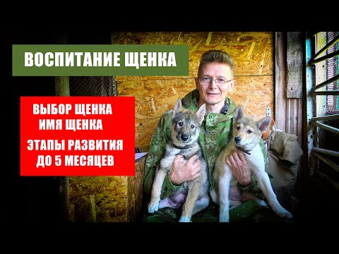 Видео: Воспитание щенка 1 выпуск