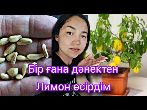 Видео: ЕНДІ ЛИМОН 🍋СаТыП АлМаЙмЫН ОнЫН СыРы МыНаДа