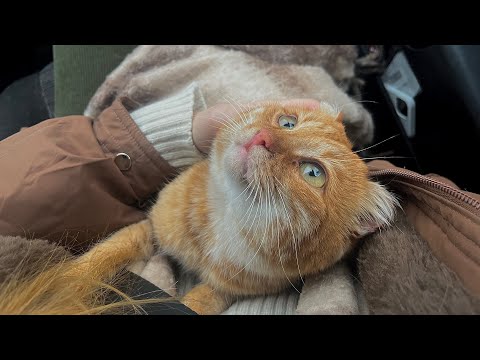 Видео: Пополнение в домике! История одной внезапной любви.