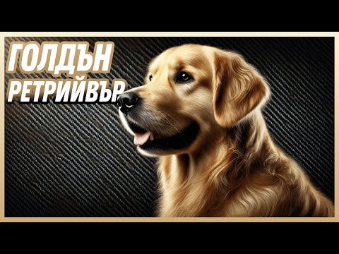 Видео: Голдън Ретрийвър | Какво трябва да знаем за породата