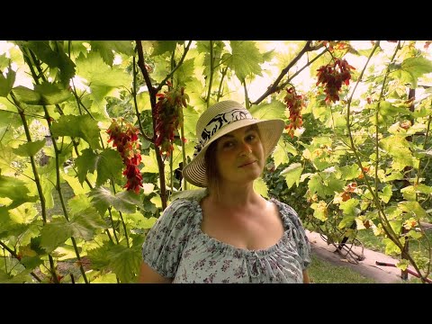 Видео: Обзор столовых сортов винограда на 20 сентября