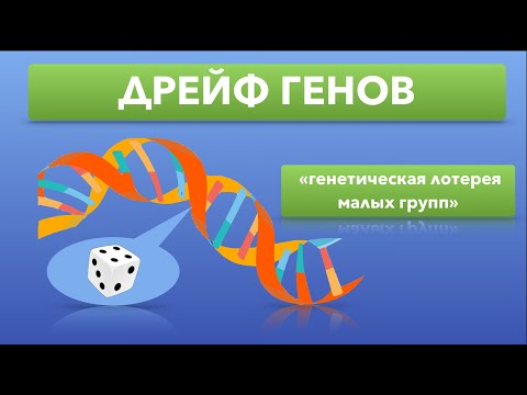Видео: Дрейф генов за 2 минуты. Естественный отбор. Пример дрейфа генов | ЕГЭ по биологии