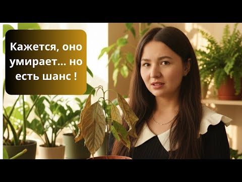 Видео: 👉 «Авокадо болеет? Ошибки, которые делают почти все»
