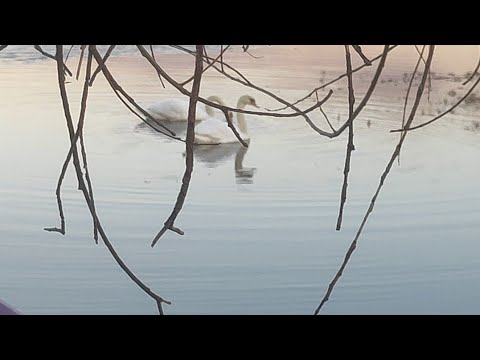 Видео: Весна, красота на озере. Дела домашние.