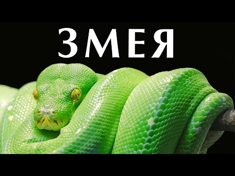 Видео: Что означает змея? ВСЁ про символизм змеи и Уроборос | Мифы Древней Греции | символизм змея