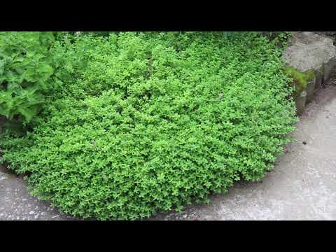 Видео: Ведьмин сад