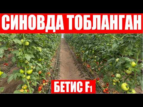 Видео: Яна бир Қозоғистонда ўтказилган семинардан лавҳалар ва деҳқонлар фикри (Tomato Betis F1-Sakata)