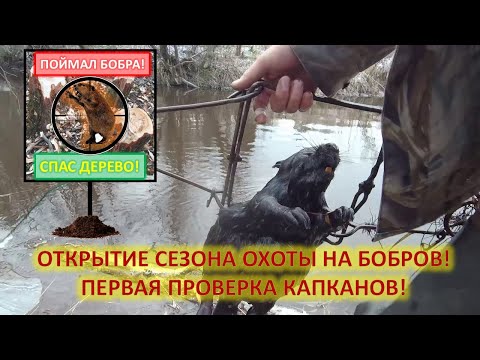 Видео: Охота на бобров с капканами осенью.Первая проверка капканов.