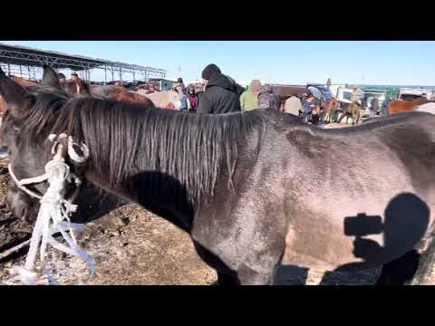 Видео: ЖЫЛКЫ/ СЕМИЗ/ БАЙТАЛ/ 9-ноябрь
